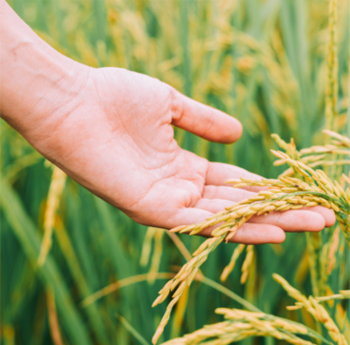 Organic farmer inspecting crops
